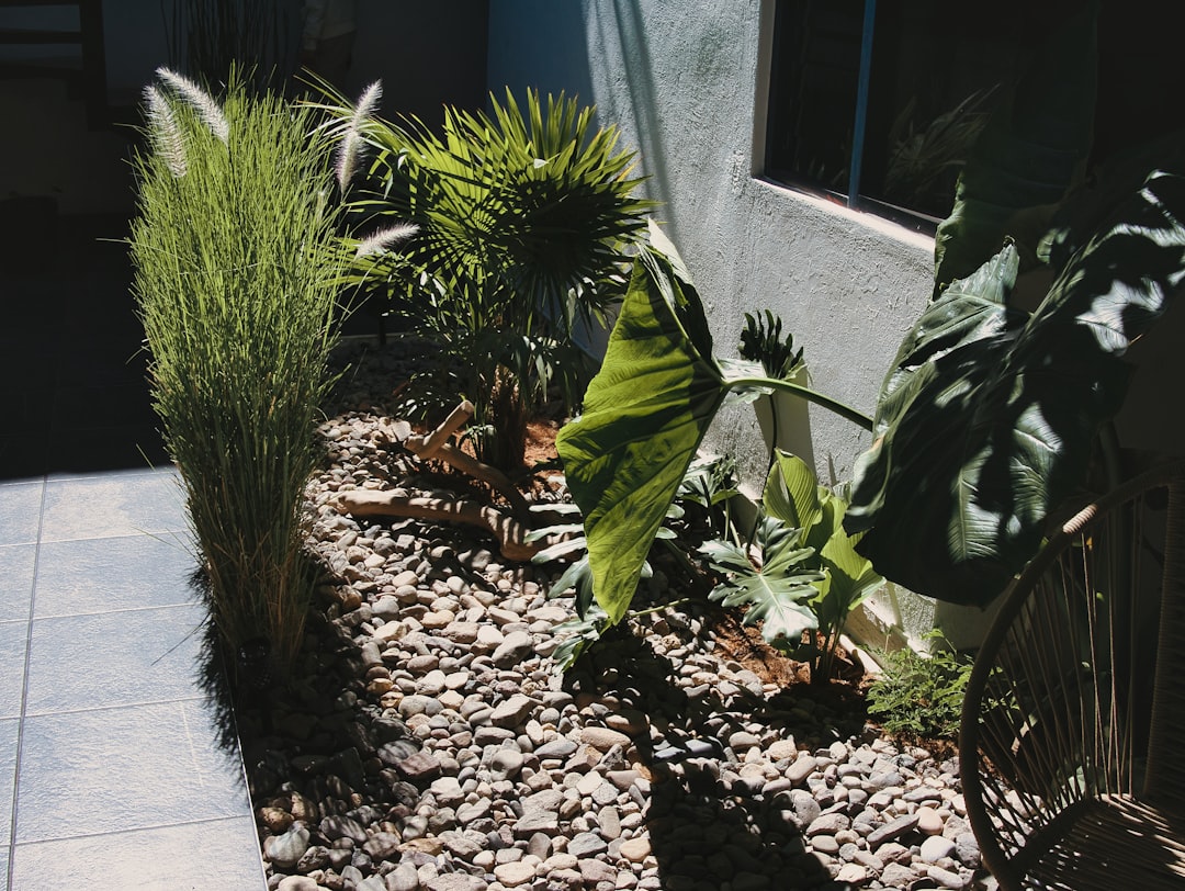 Uma Area De Jardim Com Pedras Plantas E Cascalho bdEY L61X68