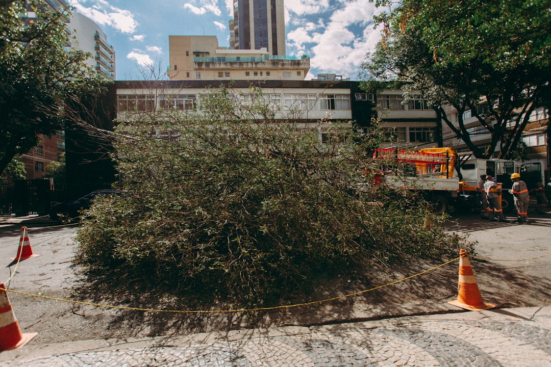 Arvore Caida Bloqueando Rua Com Trabalhadores Proximos 6wWRTPN57iY