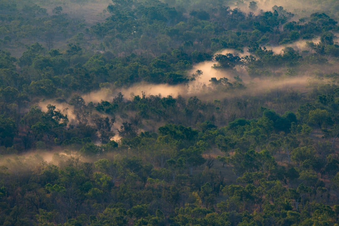Vista Aerea De Arvores Com Nevoeiro NI7sRo_9U3Y