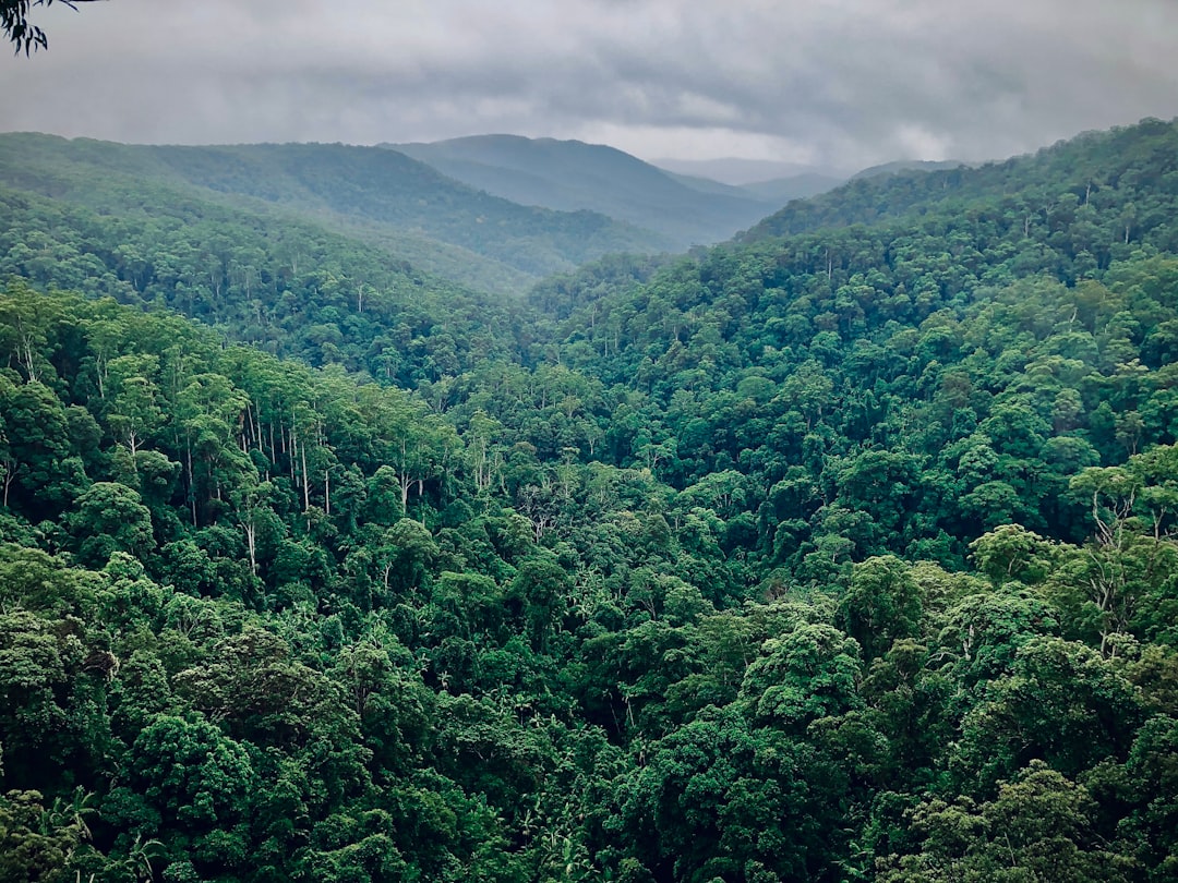 Arvores Verdes Na Montanha Durante O Dia IzCUWUi_j8I